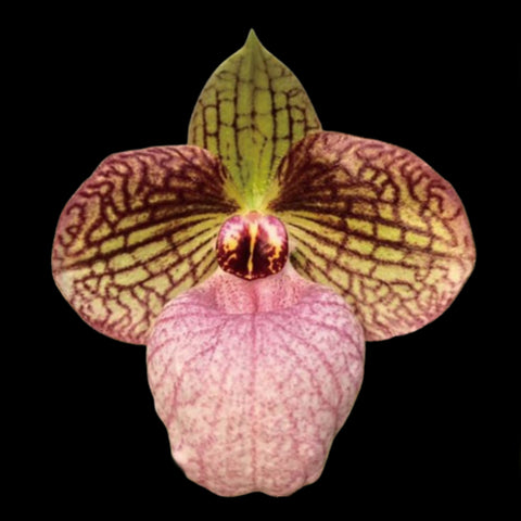 [Bare-root]Paph. Fanaticum 'Bear' [May Paph Preorder]