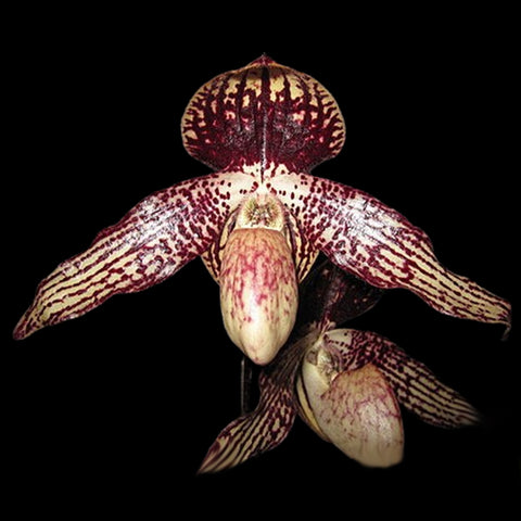 [Bare-root]Paph. godefroyae x anitum 歌安 [May Paph Preorder]