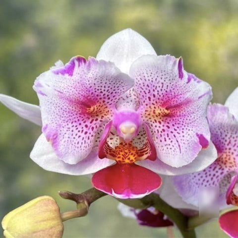 [Bare-root]Phal. NCK Sweet Spring 甜春 [May in stock]