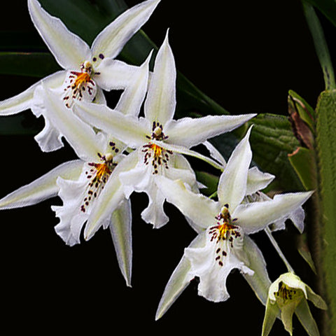 [Bare-root]Oncidium (Dergomora)Winter Wonderland 'White Fairy' 白仙女[May in stock]