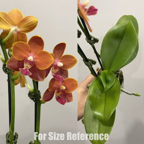 [Potted]Phal. Paprika 甜椒 [May in Stock]