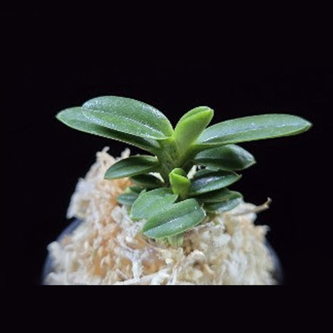 [Bare-root]Neofinetia (V.) falcata 'Odong' 烏童[May in Stock]