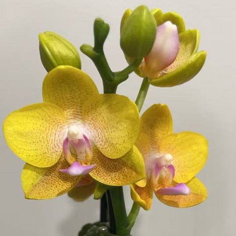 [Potted]Phal. Tai-I Yellow Bird  黃鳥 [May in Stock]