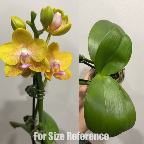 [Potted]Phal. Tai-I Yellow Bird  黃鳥 [May in Stock]