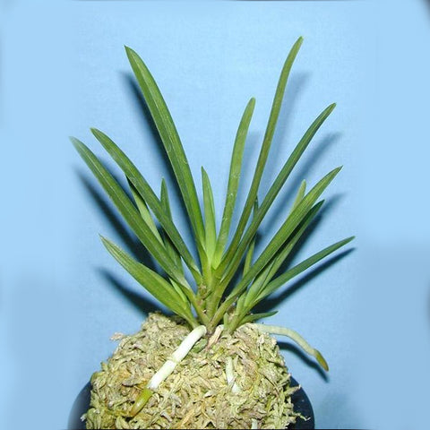 [Bare-root] Neofinetia (V.) falcata 'Yamahoko' 山鉾 [May in Stock]