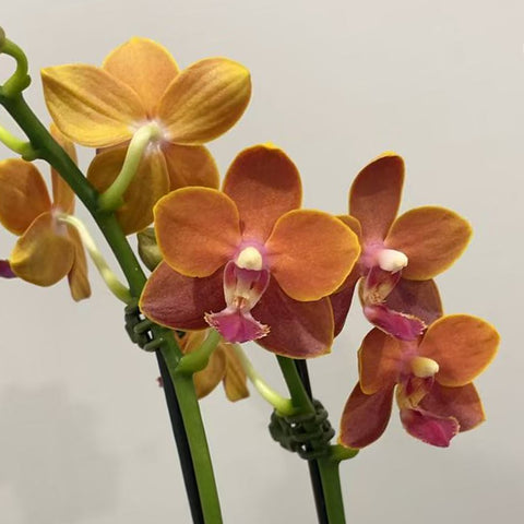 [Potted]Phal. Paprika 甜椒 [May in Stock]