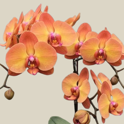 [Bare-root]Phal. Sunset Gemstone 日落珠寶 [Wishlist]
