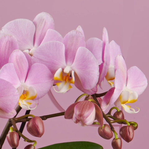[Bare-root]Phal. Padova 帕多瓦 [Wishlist]