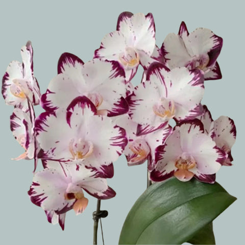 [Bare-root]Phal.  Haagen Dazs 哈根達斯 [Wishlist]