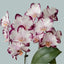 [Bare-root] Phal.  Haagen Dazs 哈根達斯 [Wishlist]