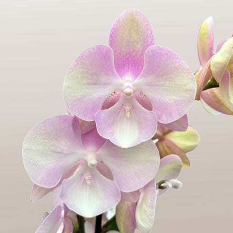 [Bare-root]Phal. Venetian Carnival 威尼斯狂歡 [Wishlist]