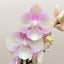 [Potted]Phal. Venetian Carnival 威尼斯狂歡 [May in stock]