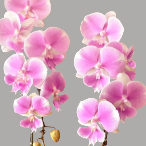 [Bare-root]Phal.Fangmei Dream Wedding 夢幻婚禮 [Wishlist]