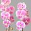 [Bare-root]Phal.Fangmei Dream Wedding 夢幻婚禮 [Wishlist]