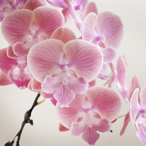[Bare-root]Phal. Sunset Beauty 唯美 [Wishlist]