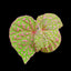 [Bare-root]Begonia Roseopunctata[Wishlist]