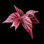 [Bare-root]Begonia Julau [Wishlist]