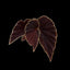 [Bare-root]Begonia darthvaderiana [Wishlist]