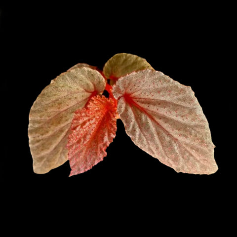[Bare-root]Begonia sp 红毛鬼 [Wishlist]