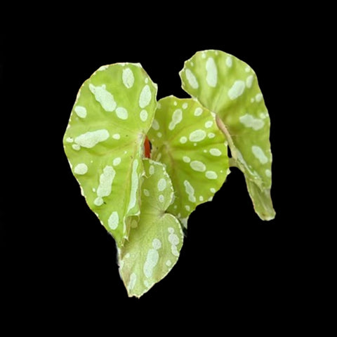 [Bare-root]Begonia Jiewhoei 柔浩 [Wishlist]