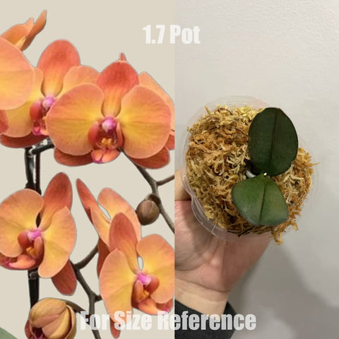 [Potted]Phal. Sunset Gemstone 日落珠寶 [May in stock]