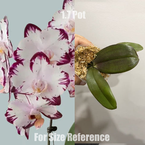 [Potted]Phal.  Haagen Dazs 哈根達斯 [Wishlist]