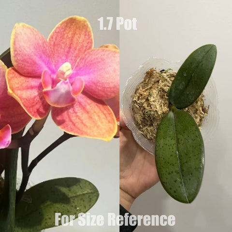 [Potted]Phal. Magic Castle 魔法城堡 [May in stock]