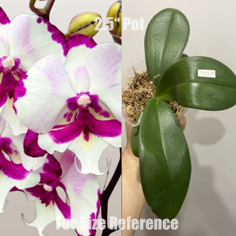 [Potted]Phal. King Car Dalmatian 大麥町 [May in stock]
