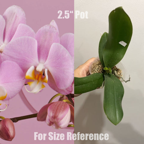 [AS-IS] Phal. Padova 帕多瓦 [May in stock]