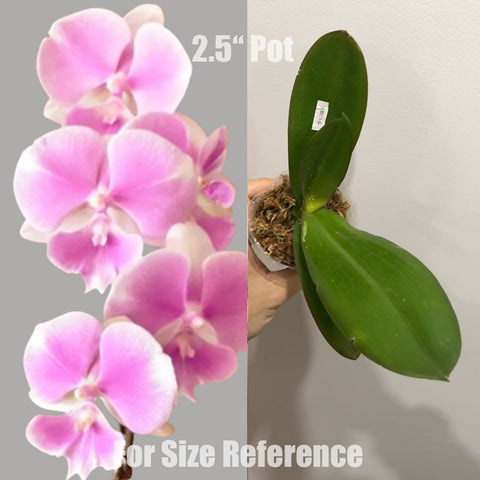 [AS-IS]Phal.Fangmei Dream Wedding 夢幻婚禮 [May in stock]