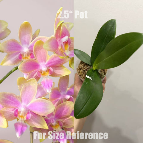 [Potted]Phal. Yaphon Pink Bee 金樹一代[April in Stock]