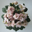 African violet Opera Doc