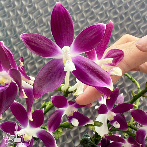 [Bare-root]Phal. speciosa ‘Purple' 紫盾 [Jun Preorder]