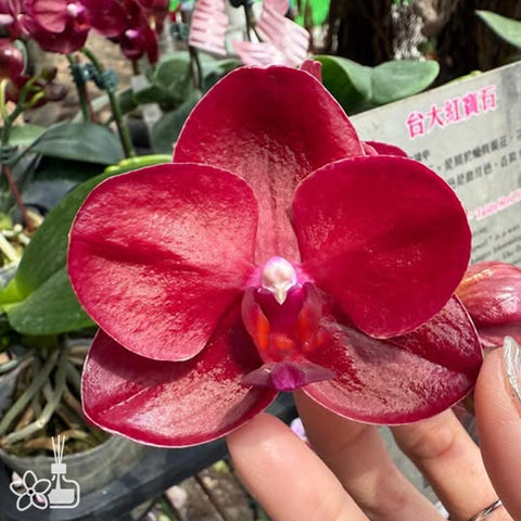 [Bare-root]Phal. Haur Jih Fancy ‘Taida Red Jewel’ 台大紅寶石 [Jun Preorder]
