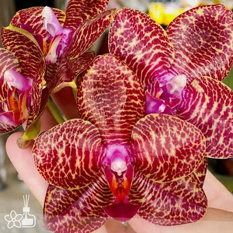 [Bare-Root] Phal. Miro Gold Mosla ‘MS’ [Jun Preorder]