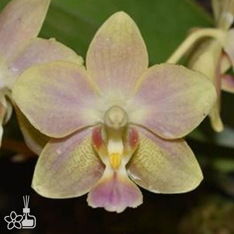 [Bare-root]Phal. Ron-E Glamor '3217'[Jun Preorder]