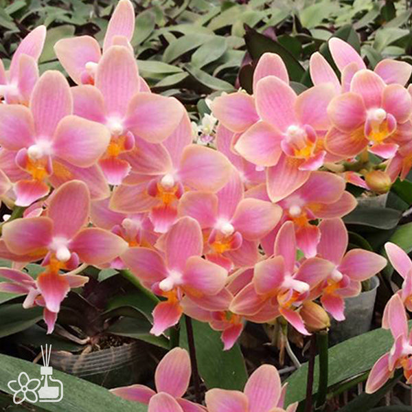 Jun Preorder 25 (Arrived) – Orchidmart