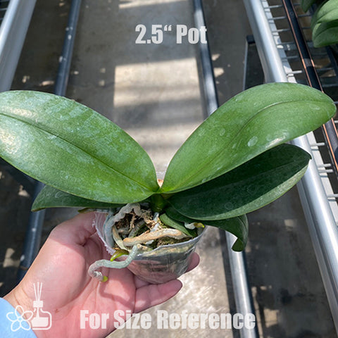 [Bare-root]Phal. Ron-E Glamor '317'[Jun Preorder]