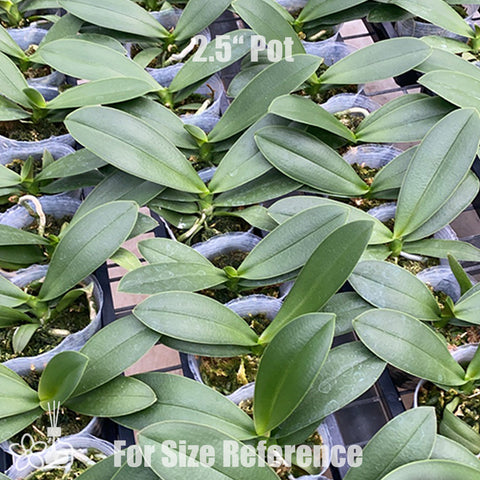 [Bare-root]Phal. Taiwan Glamor '1913'[Jun Preorder]