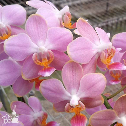 [Bare-root]Phal. Taiwan Glamor '1913'[Jun Preorder]