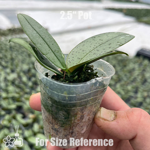 [Bare-root]Phal. Ron-E Glamor '3252' 粉羽精靈 [Jun Preorder]