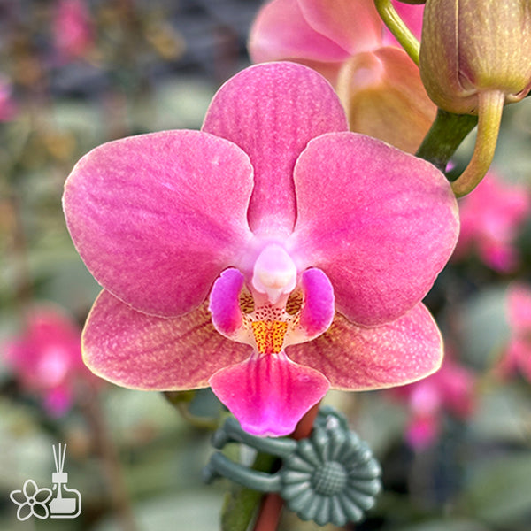J567_600x600_crop_center.jpg?v