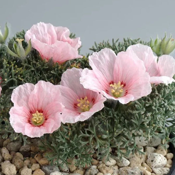 J56_1_600x600_crop_center.jpg?