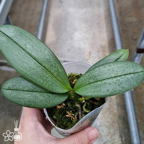 [Bare-root]Phal. Ron-E Glamor '3202'[Jun Preorder]