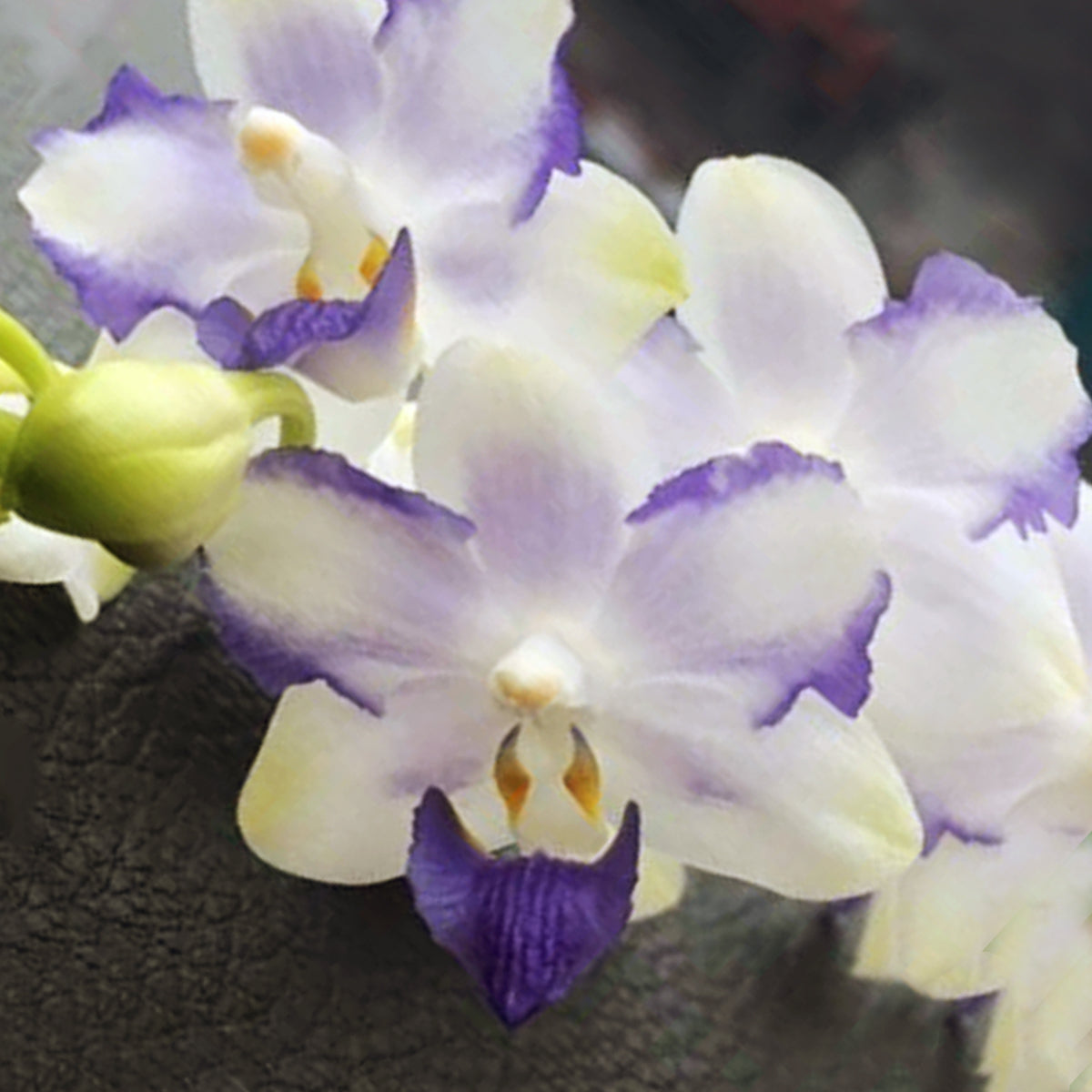 Jun Preorder 25 (Flight is booked for August 4) – Orchidmart