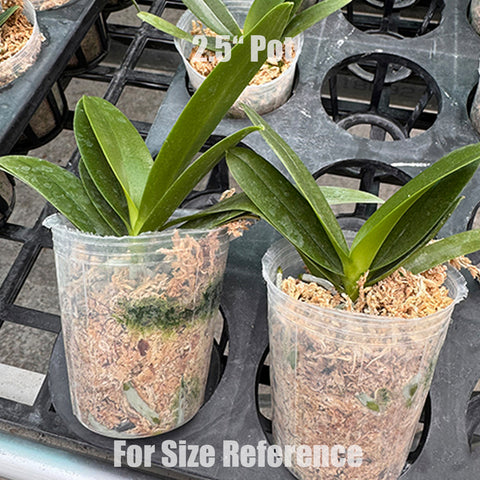 [Bare-root]Phal. Violet Vacation 紫羅蘭假期 [Jun Preorder]
