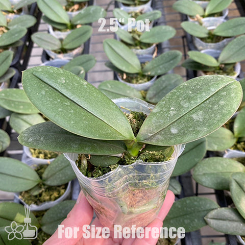 [Bare-root]Phal. Ron-E Glamor '3224'[Jun Preorder]