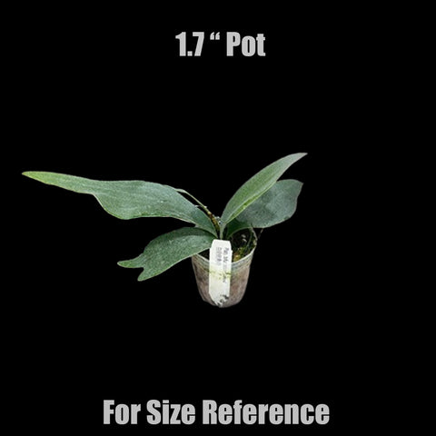 [Bare-rooted]Platy. bifurcatum 'White' 白鹿鹿角蕨 [Jun Platy 25]
