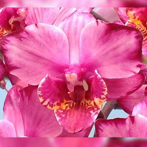 [Bare-root]Phal. Champion Colorful 冠彩 [Jun Preorder]