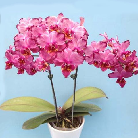 [Bare-root]Phal. Champion Colorful 冠彩 [Jun Preorder]